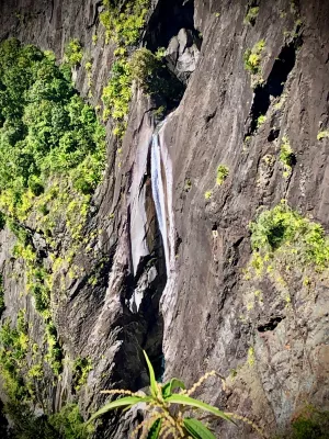 CanyonFleurJaune - 8.webp